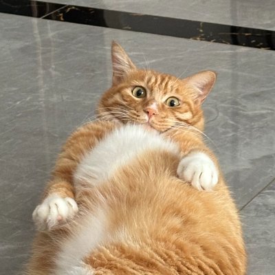 axiaisacat